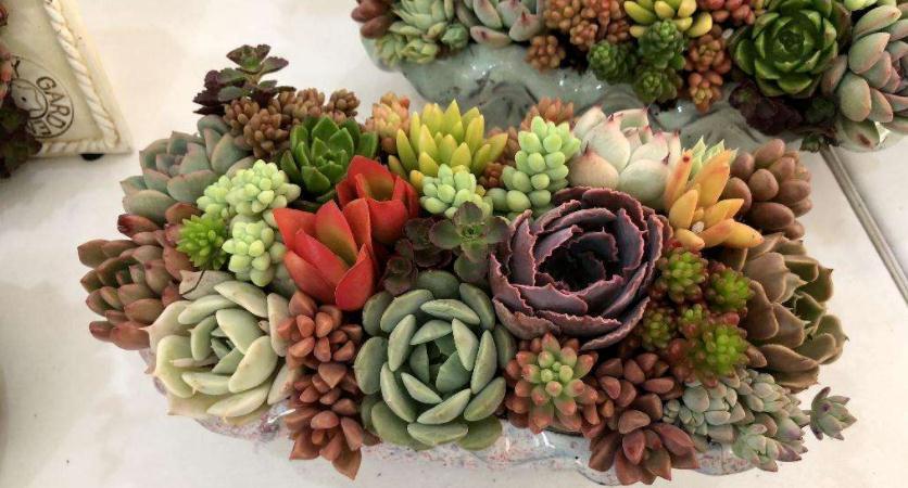 邻居小妹养多肉,少有烂根虫害问题发生,全赖这些地方把控严密