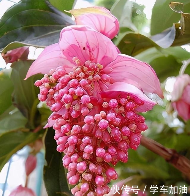 这三种“高级花”遇水易疯长，比牡丹“艳丽”，大户人家最爱养！