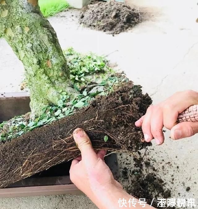 盆景|养盆景不能急于求成,遵循循序渐进的过程,这6点切忌不要触碰