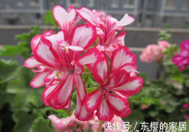 非洲堇|适合秋天养的7种花,好养易活,只要环境合适,爱开花,花期长