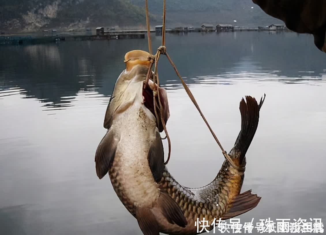 高手在民间，闽北神奇弓鱼术，能让鱼离水几天不死，是真的吗？