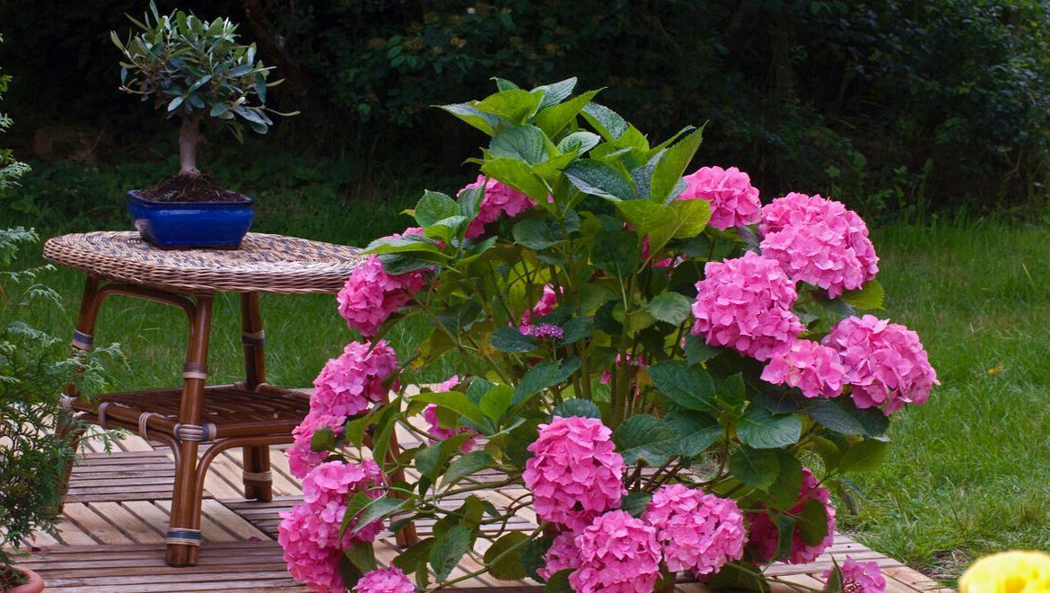 提醒：养绣球花，这些事情再不做，就晚了