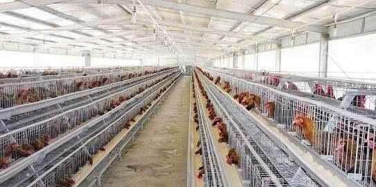 工厂|超市的鸡蛋不是母鸡下的实拍工厂生产鸡蛋全程,看完终于明白了