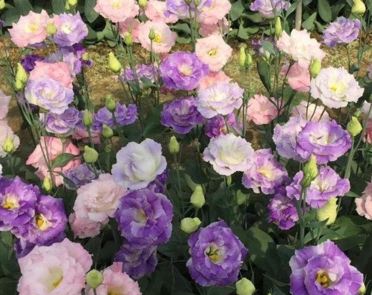 4种花自带财运,好养易活不招虫,寓意吉祥人人爱,家里养真适合