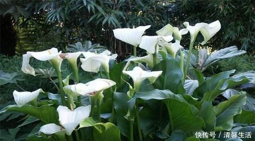 马蹄莲|4种有毒花,碰了麻烦大,再喜欢也别养,扔都不来及