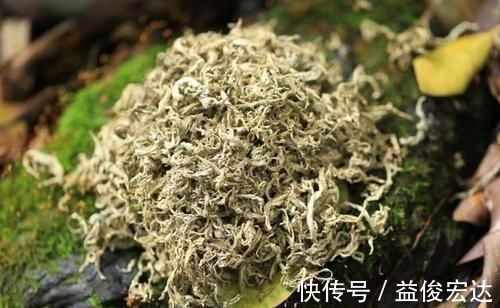 三七粉|养生除了枸杞、黄芪,不要忘了此物,清热解毒,溶血栓,降三高