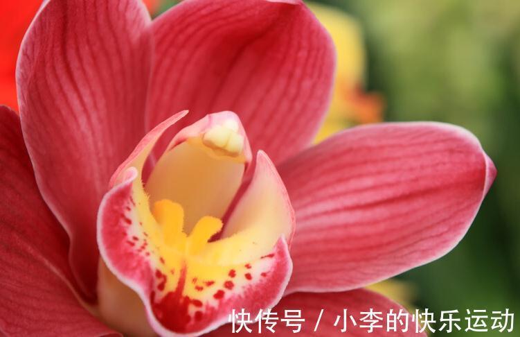 花卉|最抢手的年宵花,喜庆又吉祥,放在家里,热闹过新年