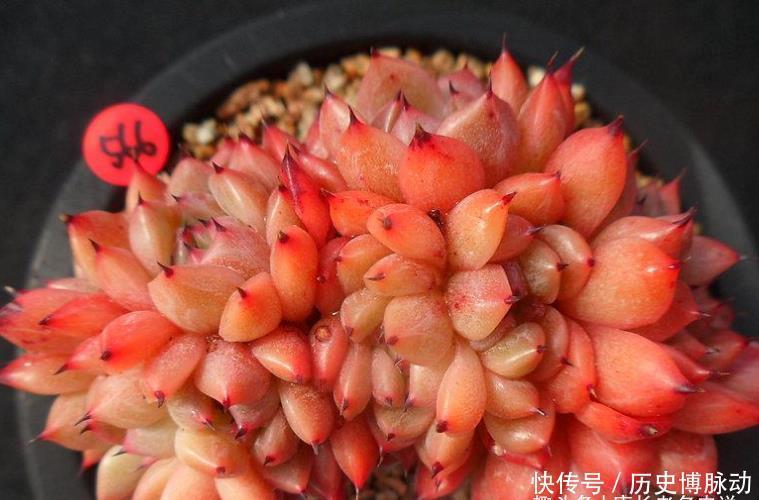 多肉拉霍亚——带爪的东云,堪称爪系基因与东云系基因的完美结合