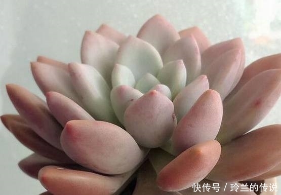 多肉植物的叶片从灰色到粉色,只因淋了一场雨