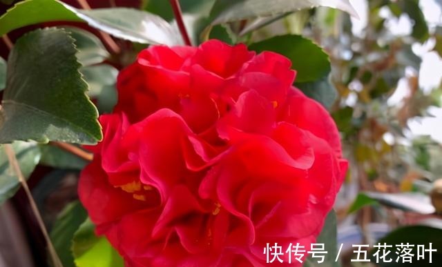 吉尼斯纪录|放弃月季吧！此花零下20度冻不死，花大如“脸盆”，盆栽地栽皆可！