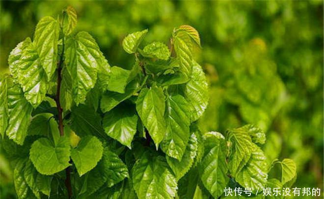 医生提示:桑叶能用好,一定是个宝