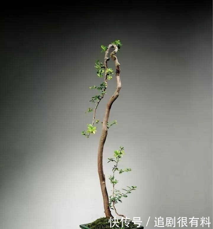 只有知道文人盆景的由来，掌握制作技巧，制作出完美的文人盆景