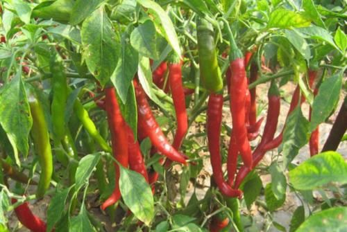 甲状腺激素|33岁女子确诊甲状腺癌，转告家人：这“3物”白送也不要再吃