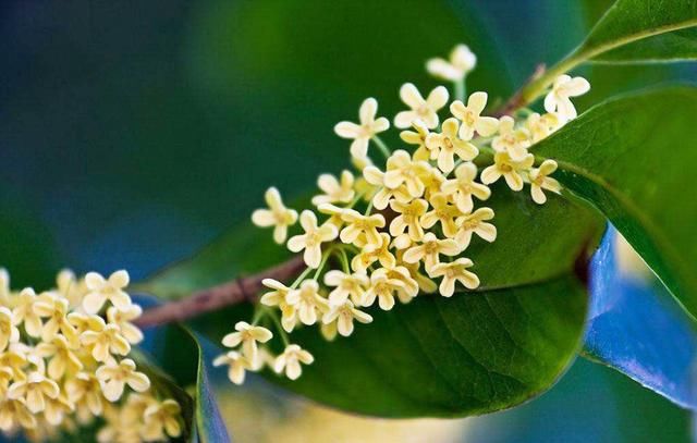  诗词|诗词:三十年来寄一心，乘风意气入书林