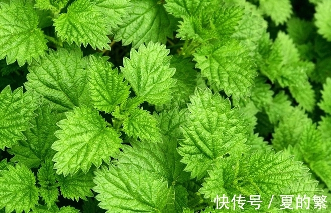 此花是充满希望的植物，即使生活不如意，也要笑着去面对