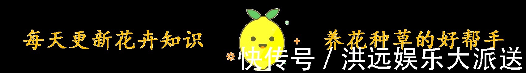 机器|这3种花“耐热”好养,30度还能窜花苞,夏天的“开花机器”
