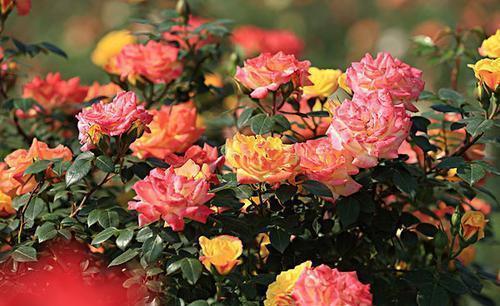 品种|5种耐寒花,现在养一盆,过冬无压力,开花美极了!