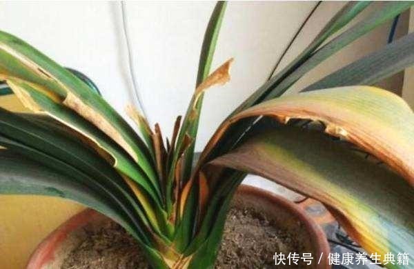 盆栽放阳台,别踩这4个“雷区”,否则耷拉、黄叶,死给你看!