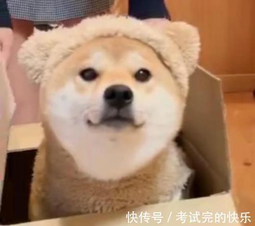 |搞笑笑话,动图:测试图,你第一眼想到什么?