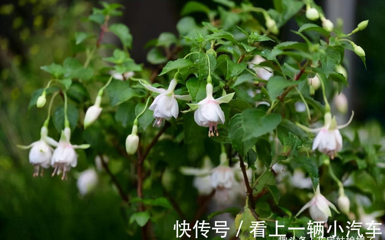 花期|这6种花在阳台很好养，只要有阳光就特别旺盛，花期长颜值还很高