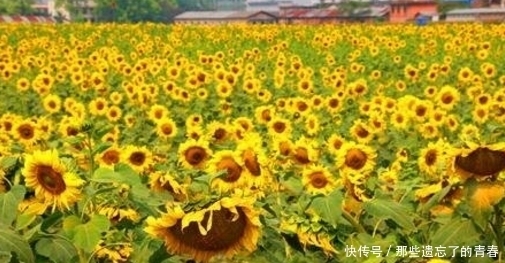 还能入药,能预防贫血、延缓衰老、调节情绪