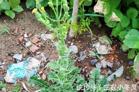 小蓟|农村浑身是刺的野草,人们避之不及,城里8元一斤是上好野菜
