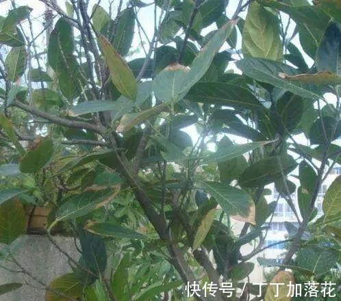 这几种水果核吃完不要扔,盆栽果树,养出郁郁葱葱的盆栽!