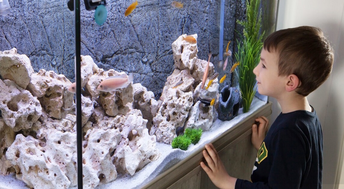 如何才能做到养鱼不死鱼,用好这三个绝招很重要