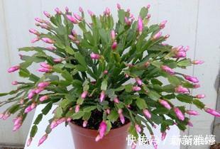 叶片|张大妈养蟹爪兰,只浇一种水,10天浇一次,11月就能开出好多花