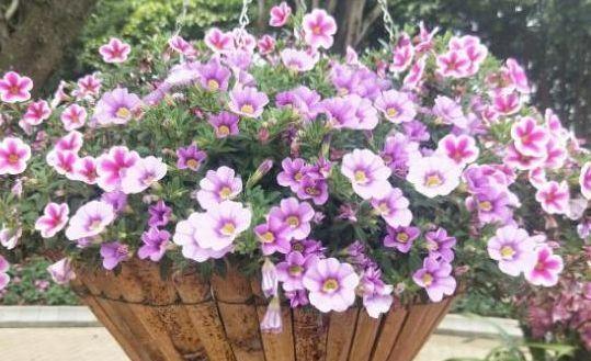 吉祥花|小雪后,家里要有的3种“吉祥花”,寓意金玉满堂喜气洋洋