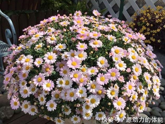 家中常见的4种花,不能让它长太高,一长高就得剪,越剪越开花!