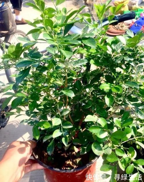 嫌吊兰不好看，不如养上“此花”，花期达半年，花香味能媲美香水