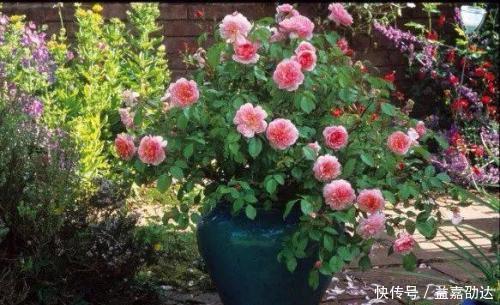 种植|新手初养月季必备清单,了解掌握,种植月季事半功倍!