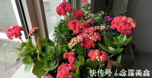 发财树|天热了,4种花不适合“富养”,少肥少水才能安全度夏,长得健壮