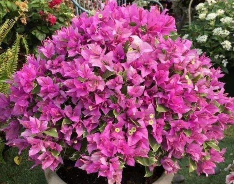 4种花,堪称花界“劳模”,越热花开越多,30天养成“小花园”!