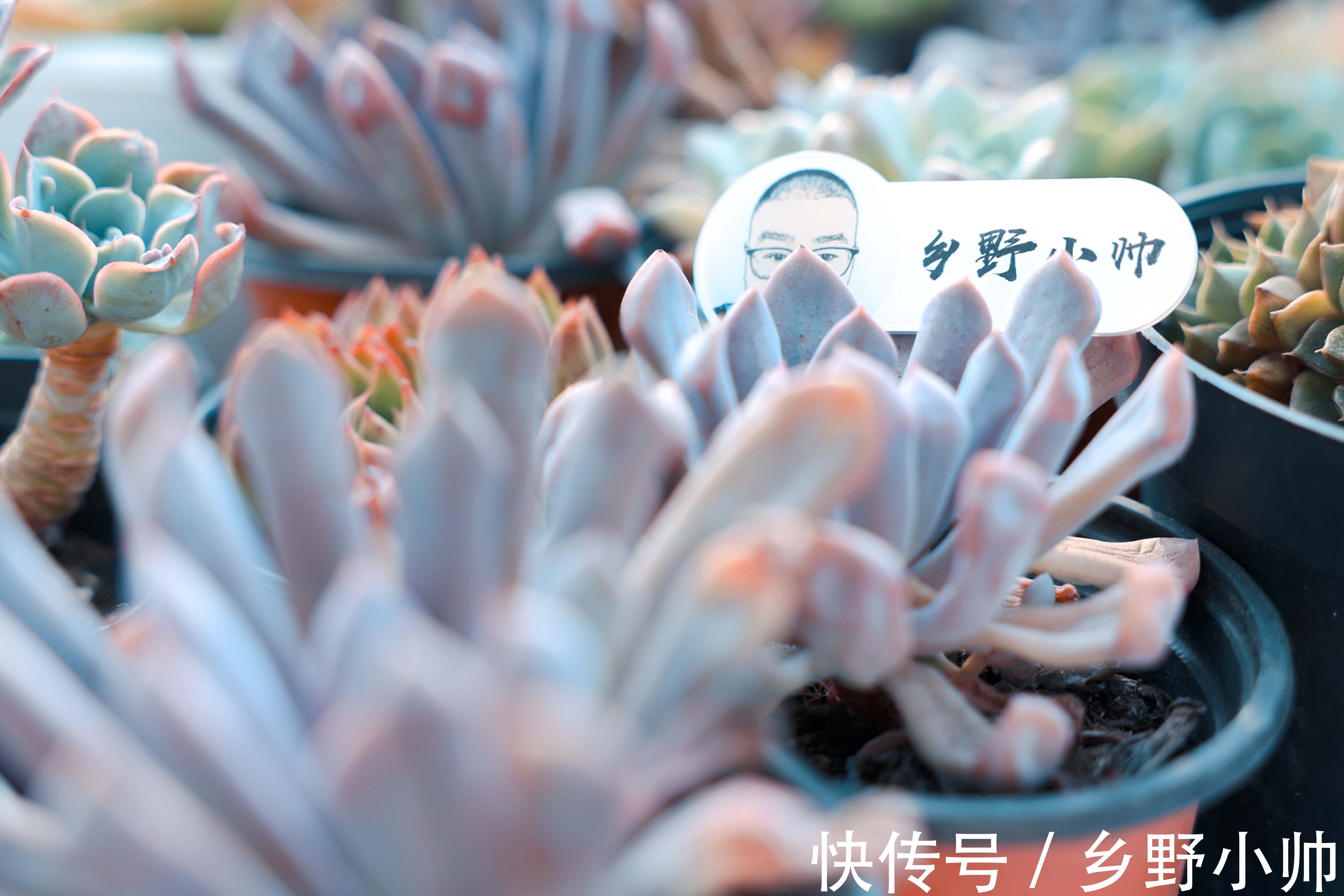 黛比多肉|黛比、丘比特,两种长得类似双胞胎的两种多肉,这样养护更漂亮