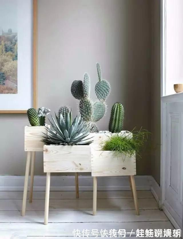 维生素b|把这些东西倒进花盆里,家里的花都长疯了!