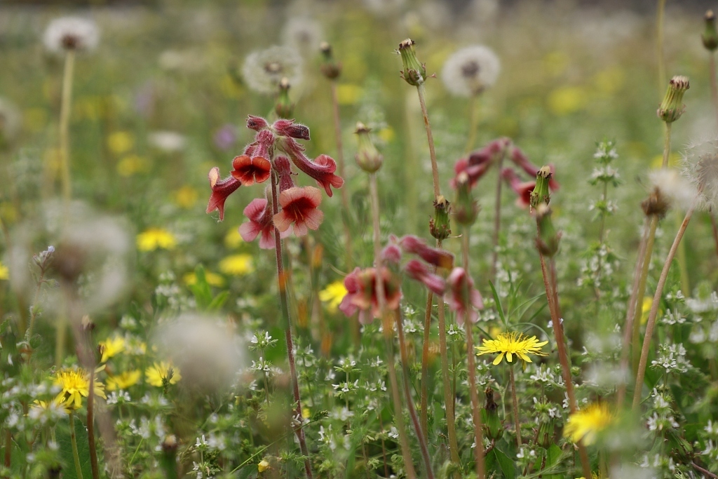 口臭|蒲公英和此物搭配在一起,仅需7天,肾变强了,口臭没了肝更干净