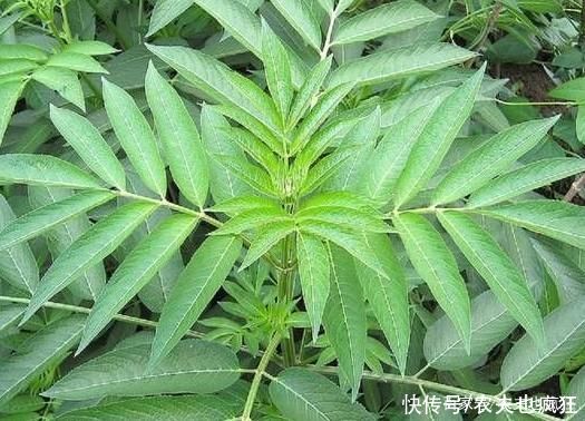 “打得地上爬，只怕八棱麻”，告诉家乡人，此草价值大，别不认识