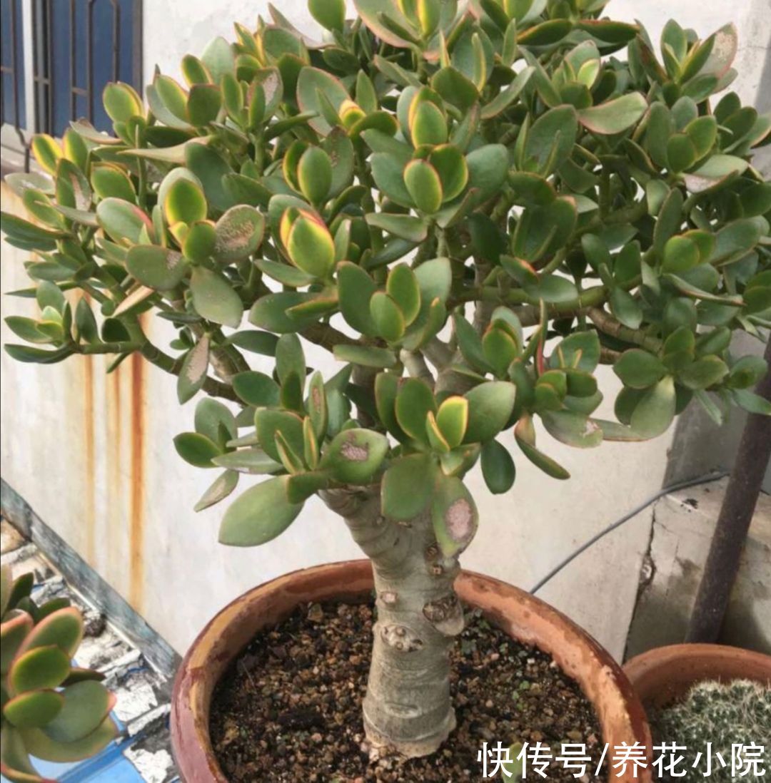 美观|玉树不剪不成型，3种枝条要勤剪，才能长得粗壮，植株美观