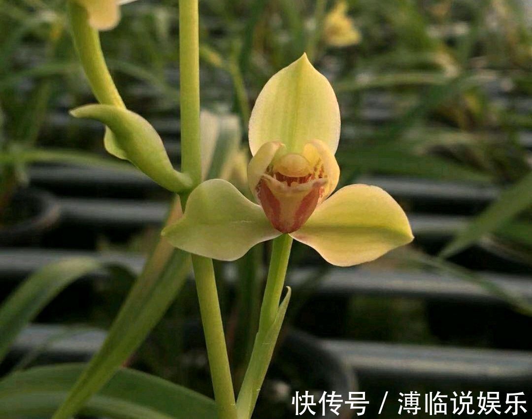 水晶头|花300块买的建兰夏皇梅开花了,虽然只有一箭,不过好美好香哦