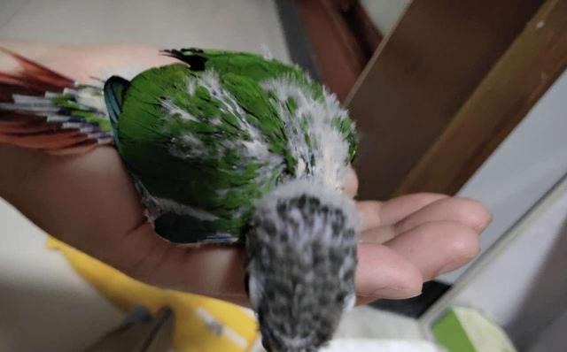 宝妈|鹦鹉将宝宝当成自己孩子,看宝宝吃饭操碎了心,比亲妈还谨慎!