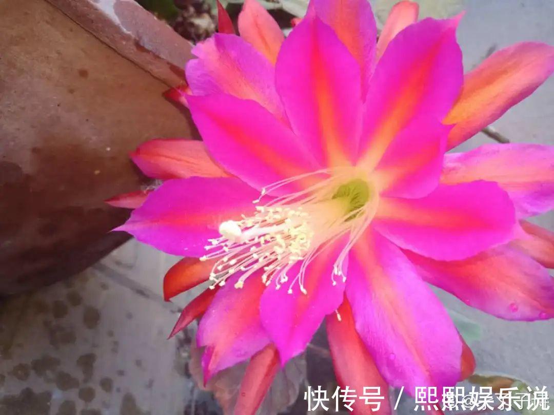 1种花不是真昙花，1次能开上百朵，比蟹爪兰美，怪不得都去抢假货