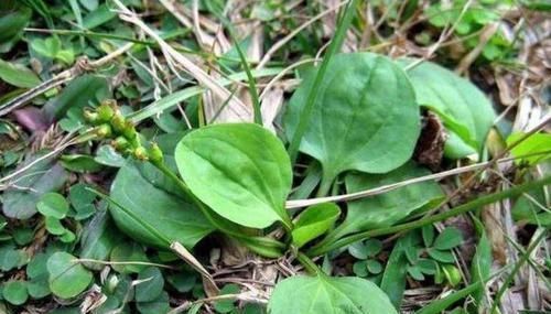 养猪|以前拿去喂猪，现在成可口野菜，包饺子是一绝