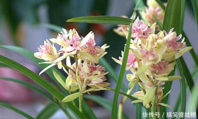 花期|最适合养的“4种花”,生长快,开花多,五彩缤纷,漂亮无比!