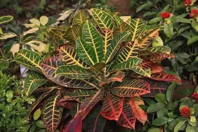 送给那些养花，却总是把花养死的人