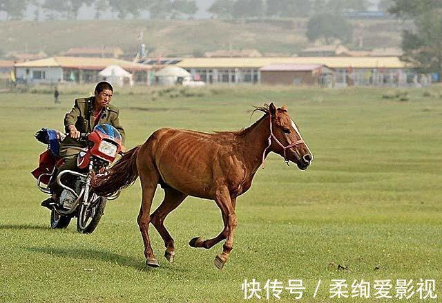 藏獒|马俊仁退出体坛念狗经,将藏獒包装成4000万身价:我这是为国争光