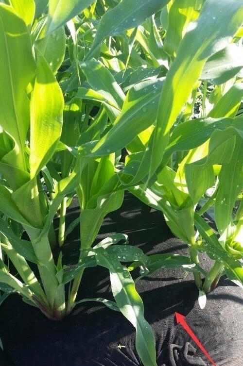 纱布袋|都是自家种菜,邻居大叔直接用纱布袋几十天一丰收,多的还能拿去卖