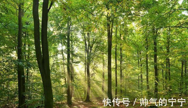 宅基地|读大学时户口迁出农村,现在回不去,老家宅基地森林有权继承么