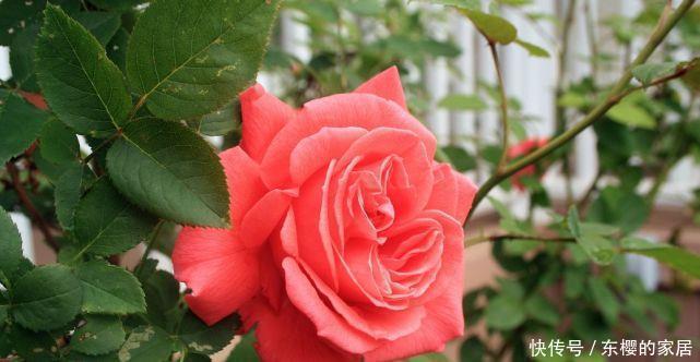 花型|茶花有3“喜”,了解掌握,叶子油绿,花朵鲜艳花型大!